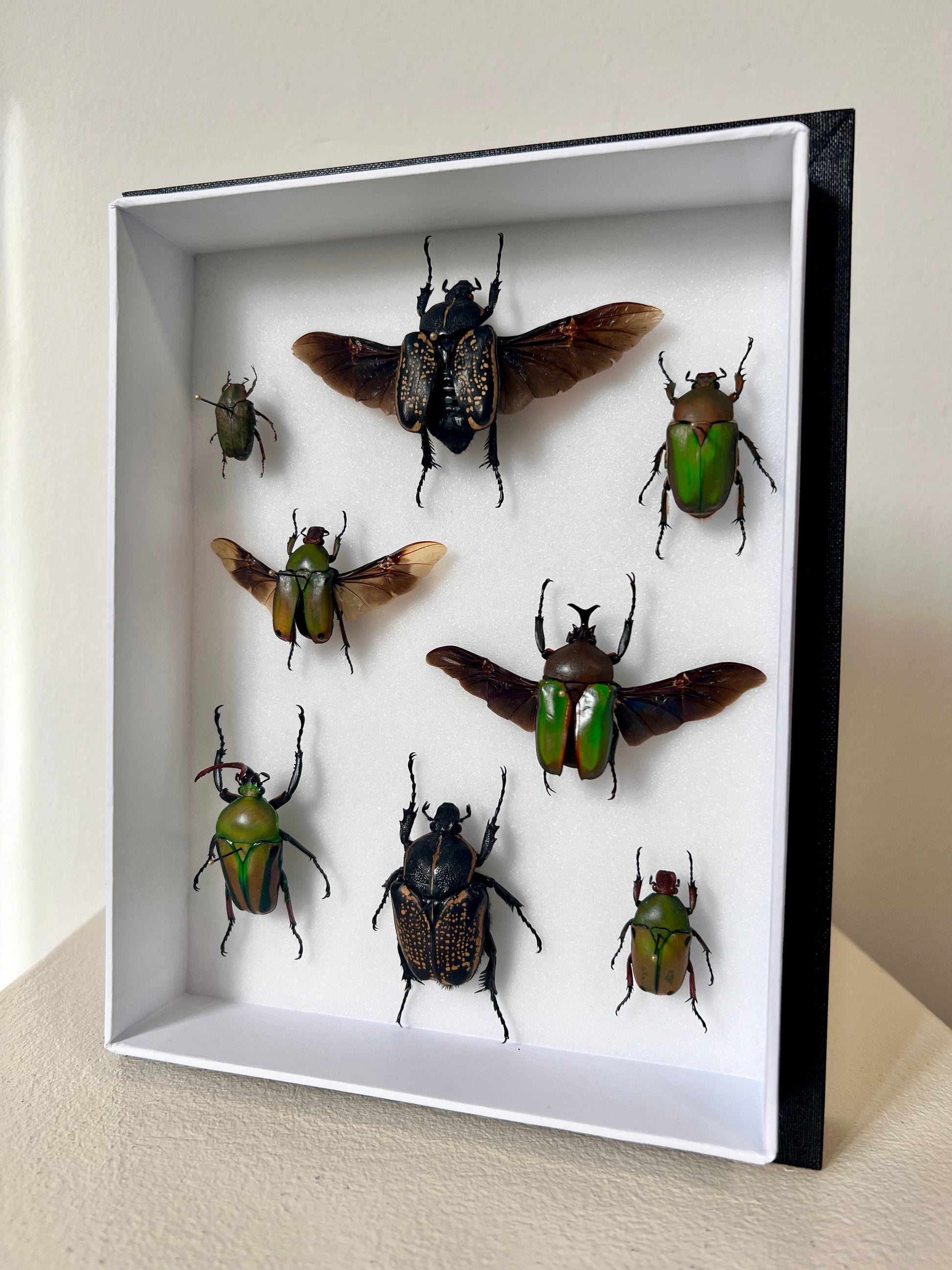 Flower Chafers Collection Frame - UC STUDIO