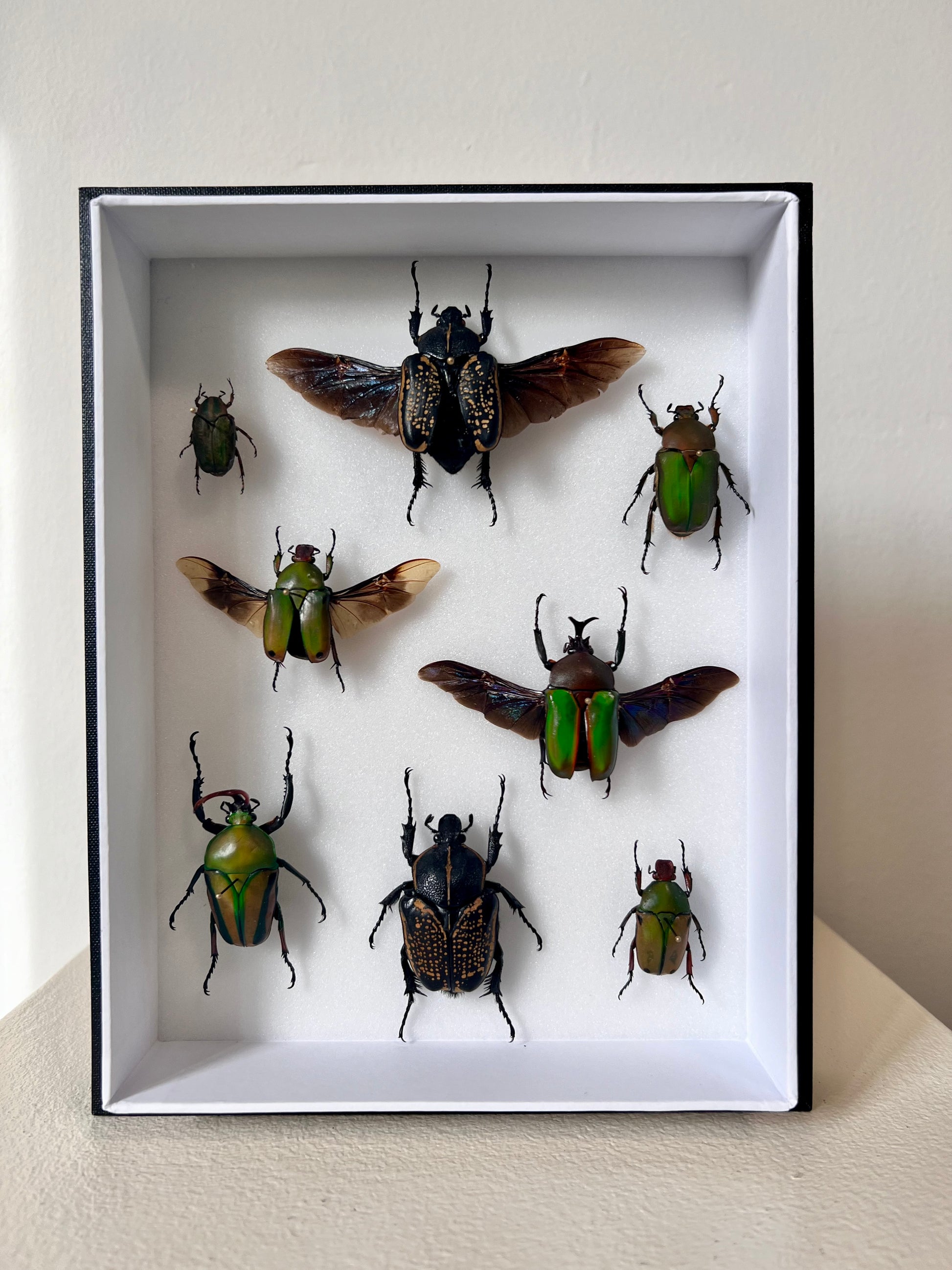 Flower Chafers Collection Frame - UC STUDIO