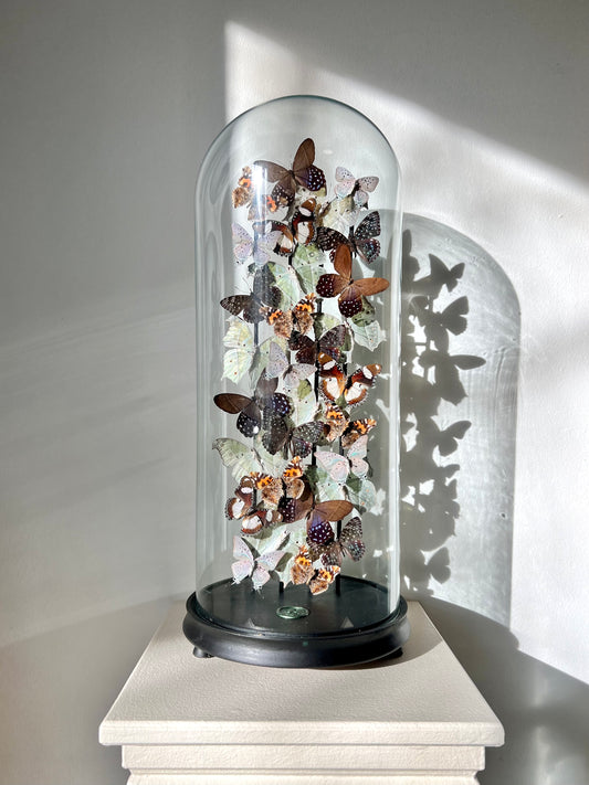 Dream Catcher - UC STUDIO