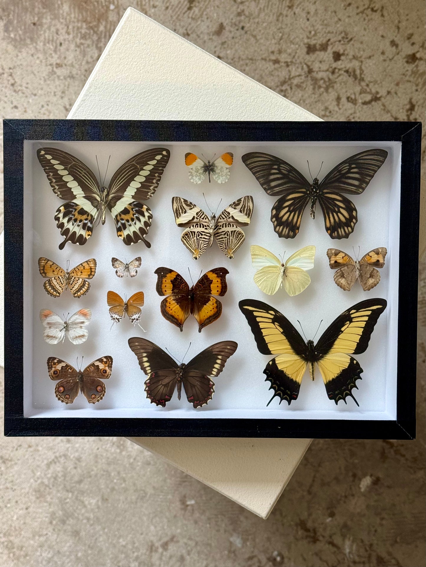 Neutral Hues Collection Frame