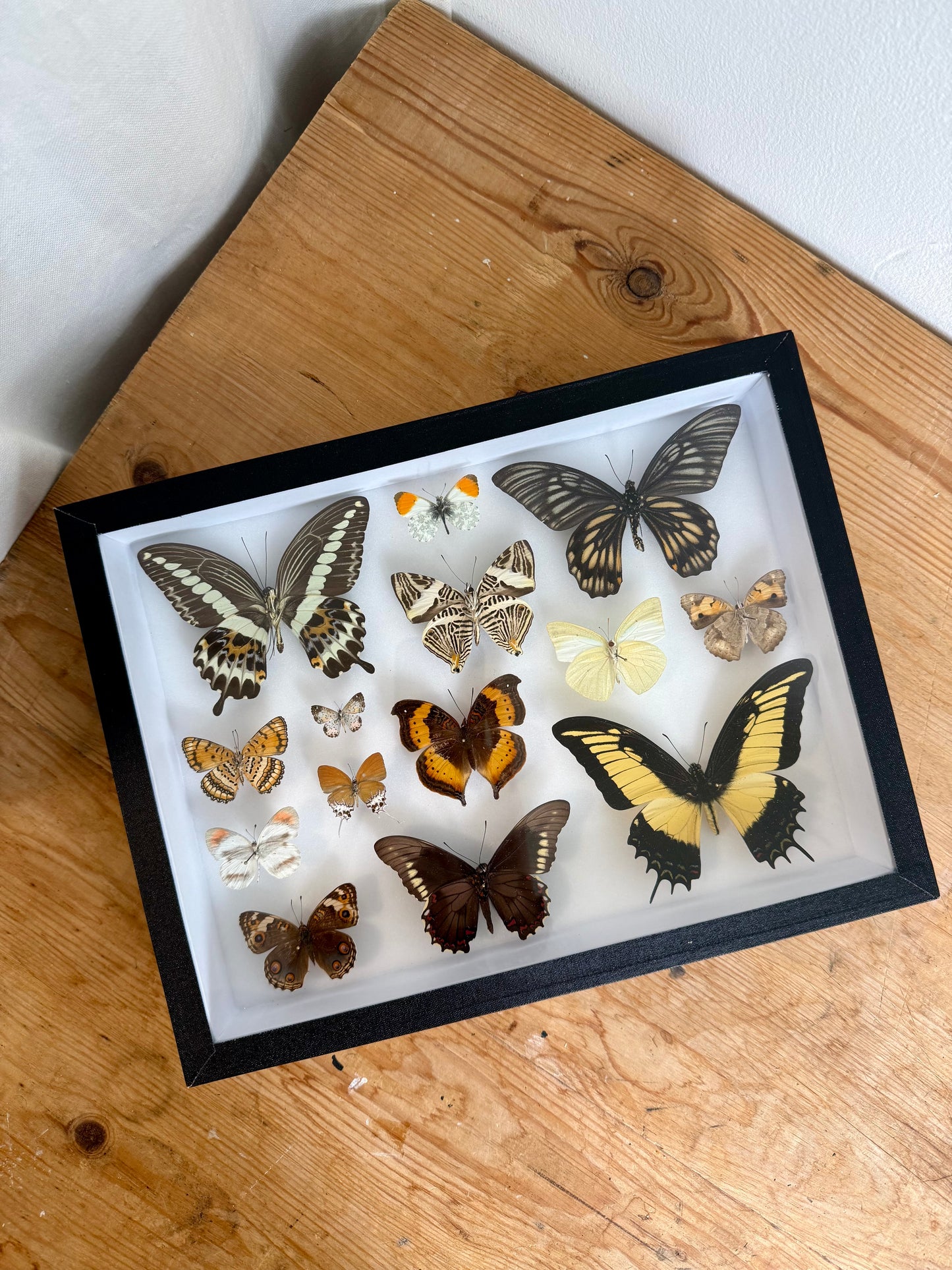 Neutral Hues Collection Frame