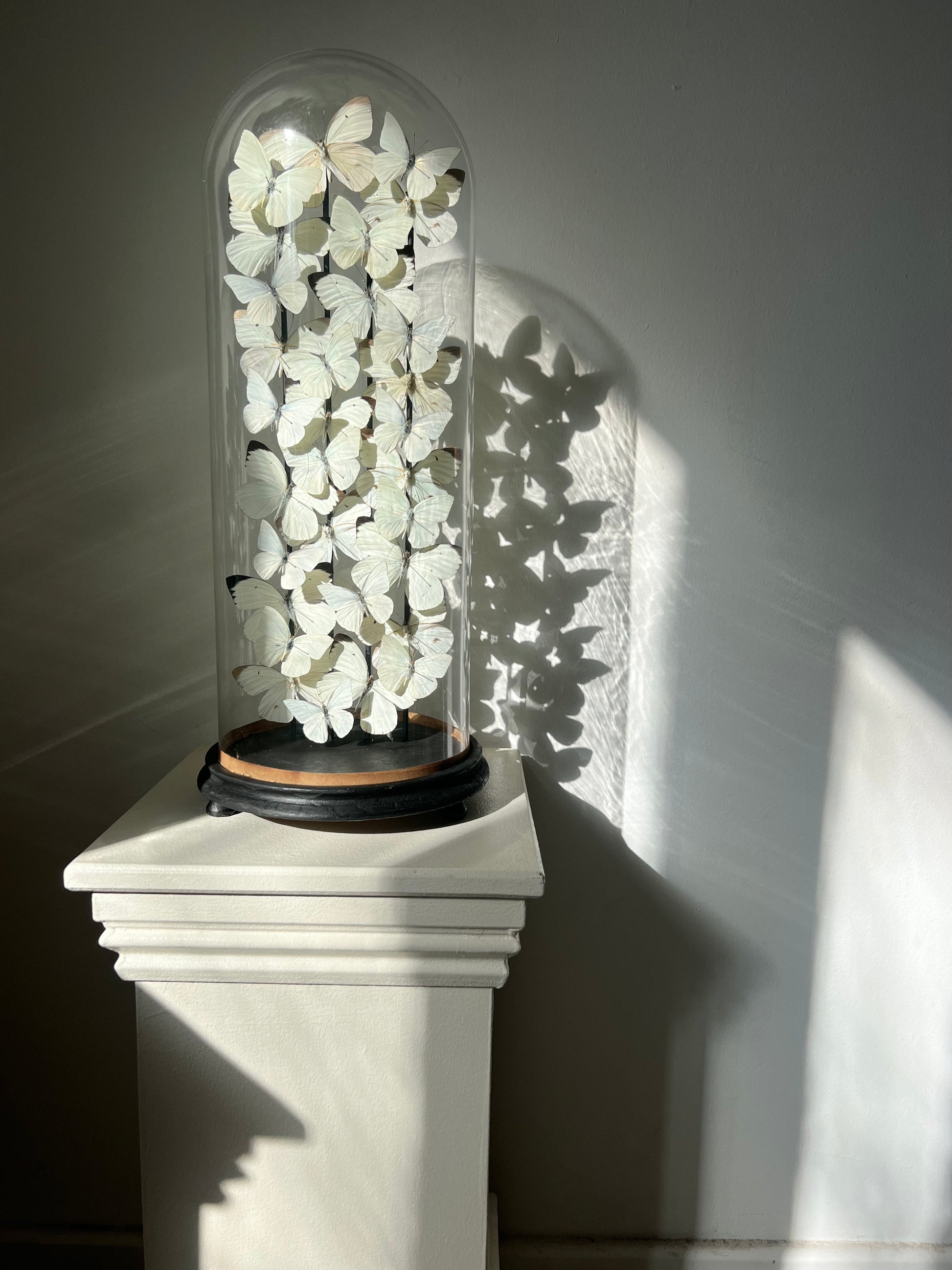 Serenity - UC STUDIO