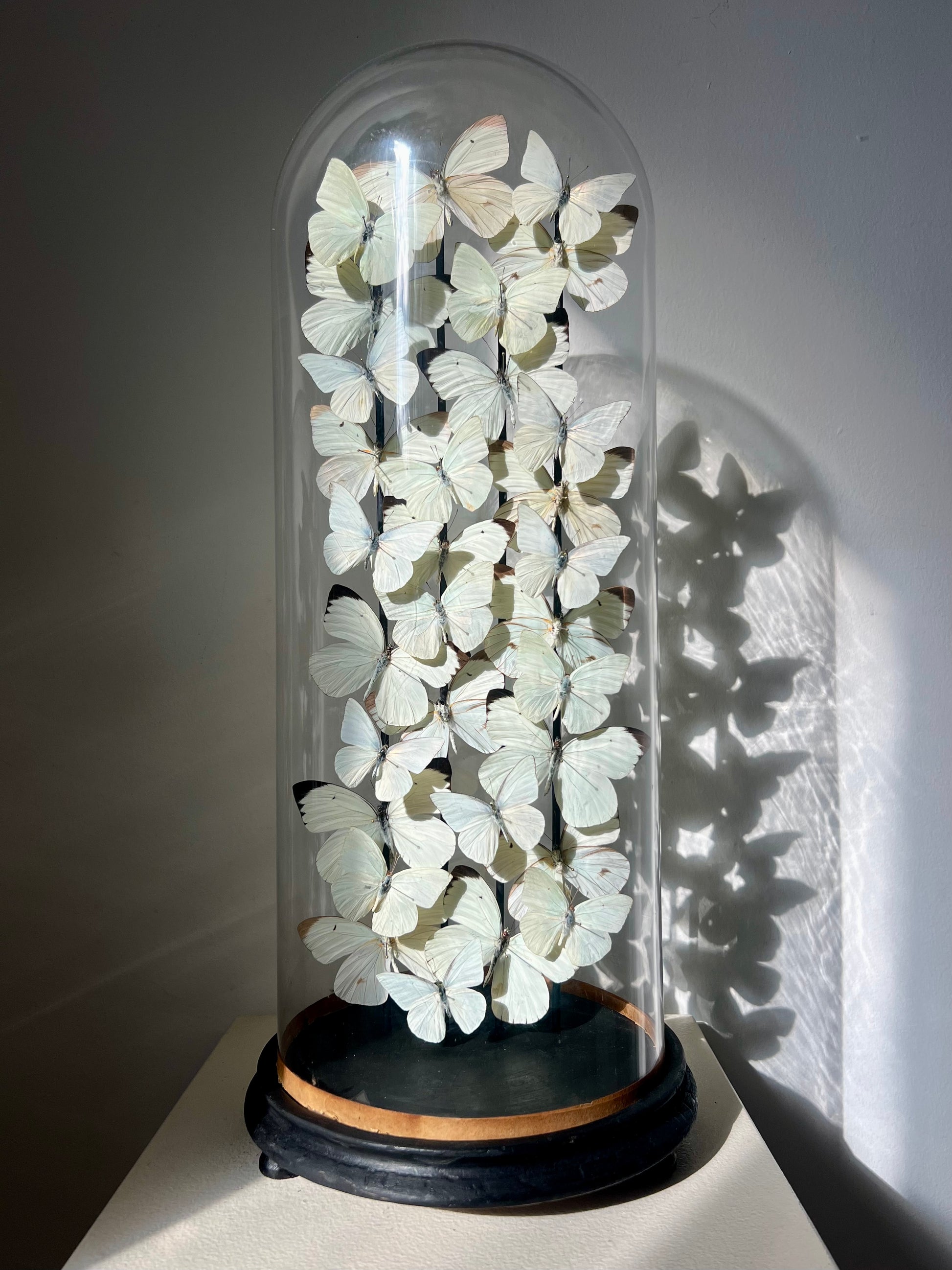 Serenity - UC STUDIO