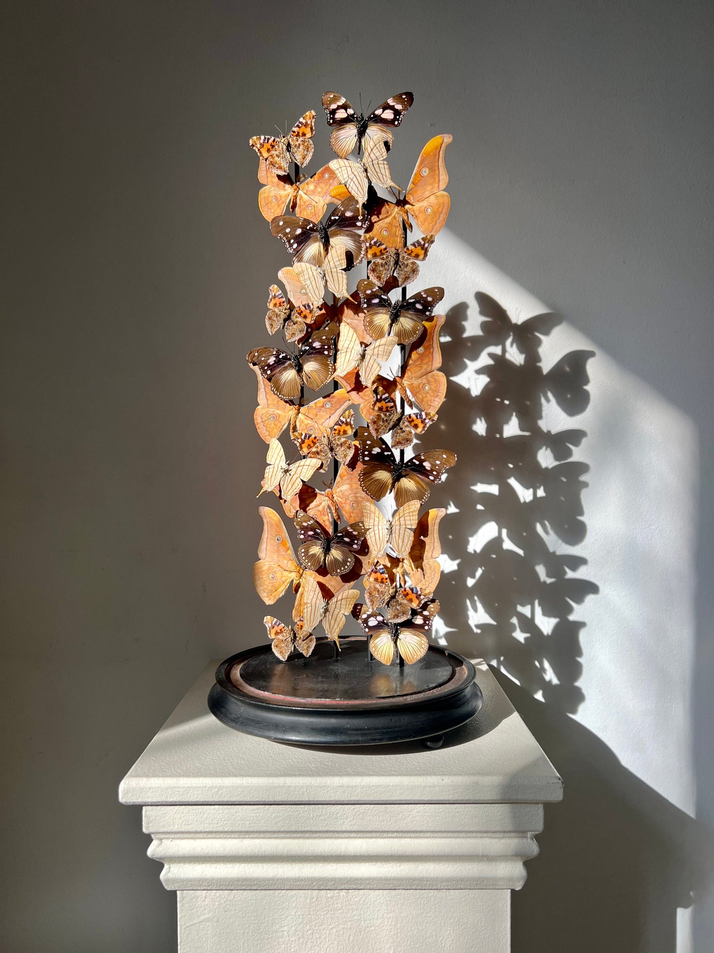 Warm Ambers - UC STUDIO