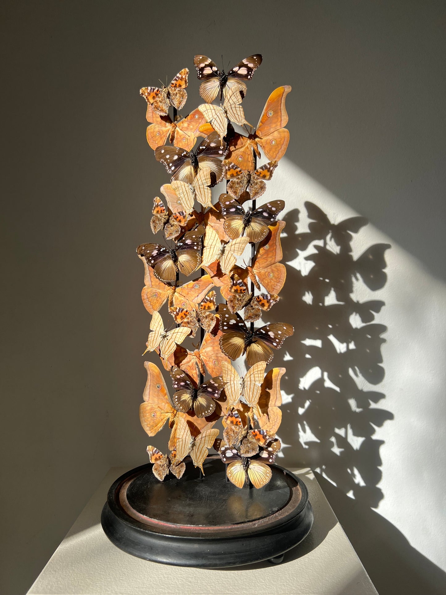 Warm Ambers - UC STUDIO