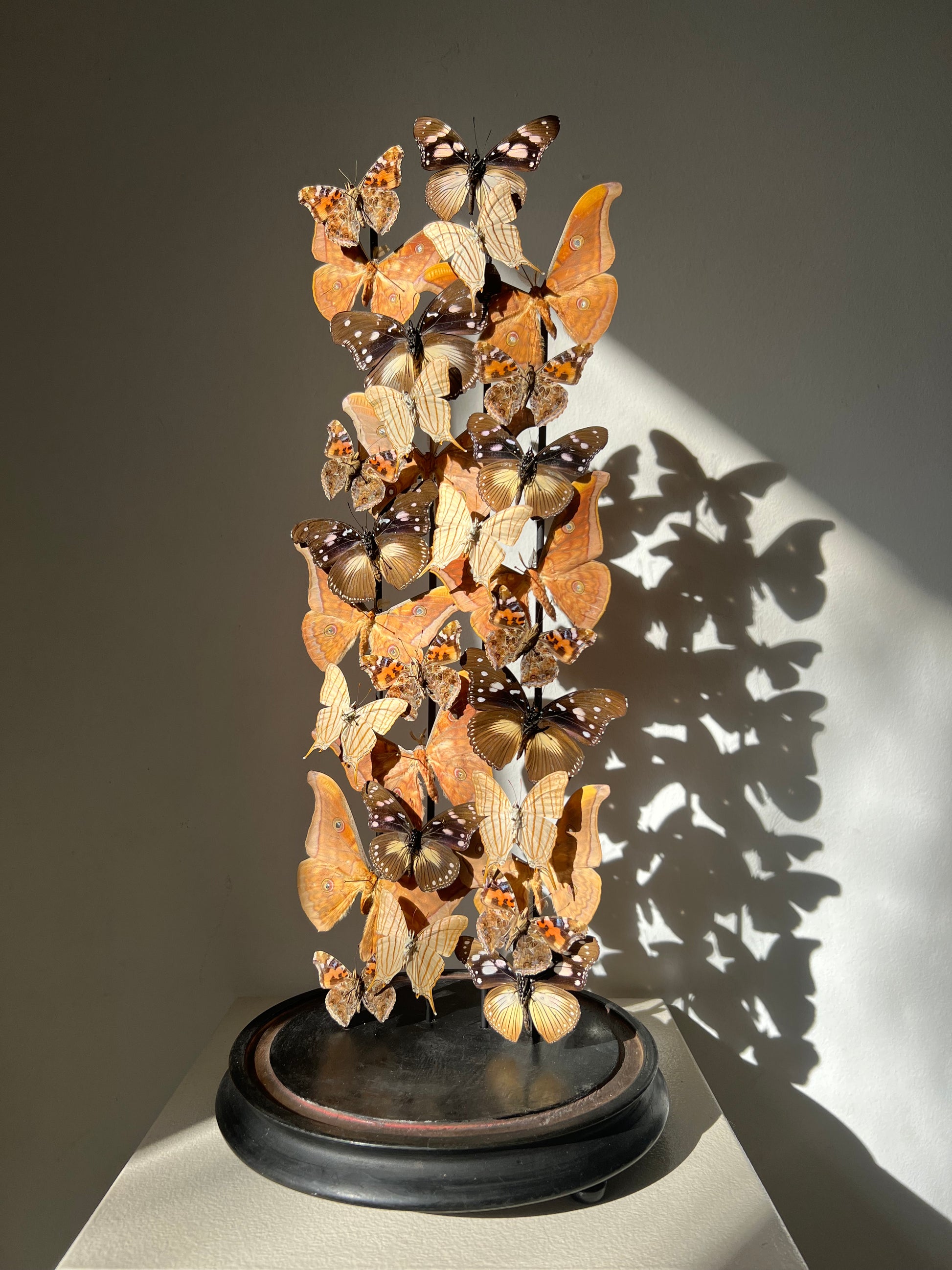 Warm Ambers - UC STUDIO