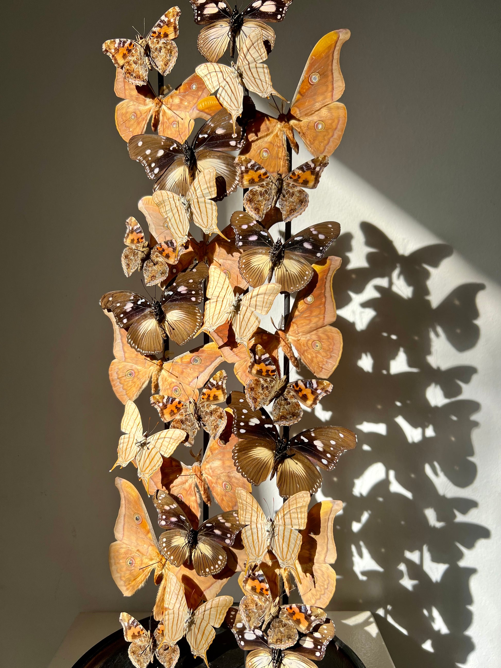 Warm Ambers - UC STUDIO