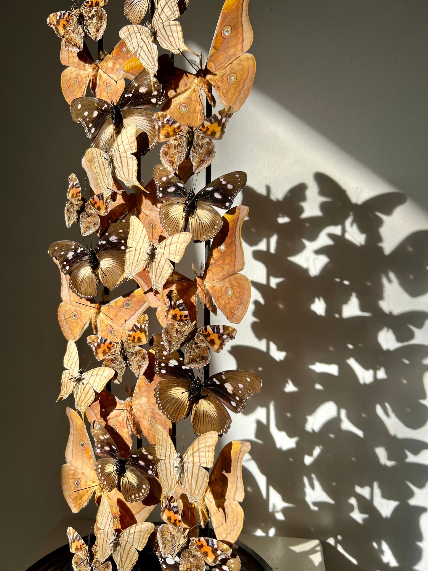 Warm Ambers - UC STUDIO