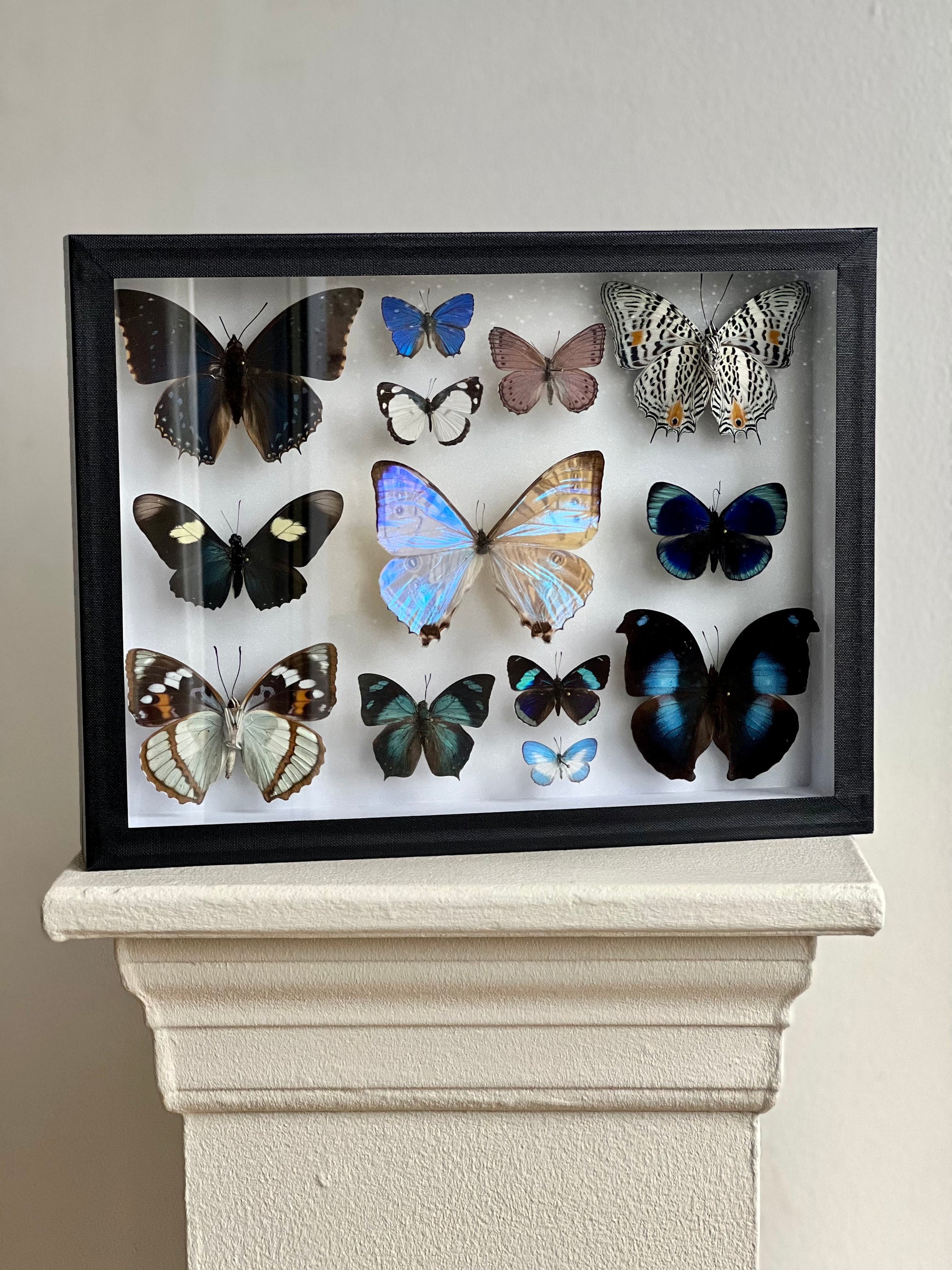 Collection Frame Blue Butterflies - UC STUDIO