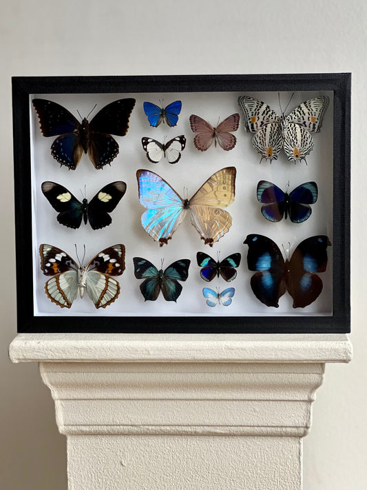 Collection Frame Blue Butterflies - UC STUDIO