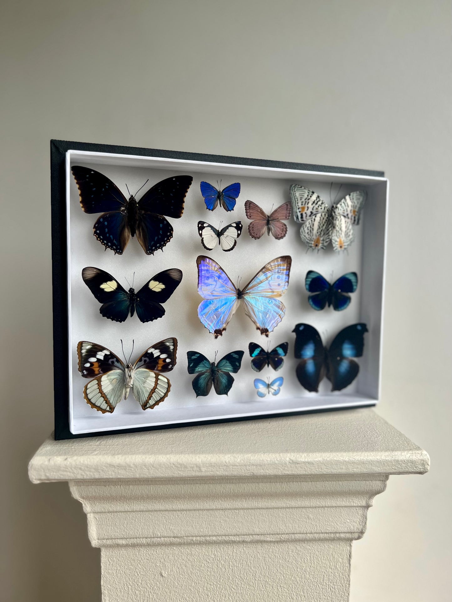 Collection Frame Blue Butterflies - UC STUDIO