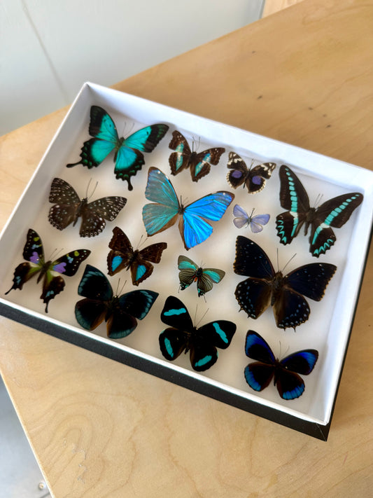 Tropical Lagoon Collection Frame