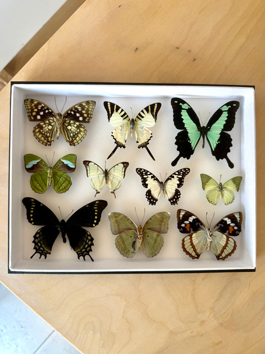 Verdant Dreams Collection Frame