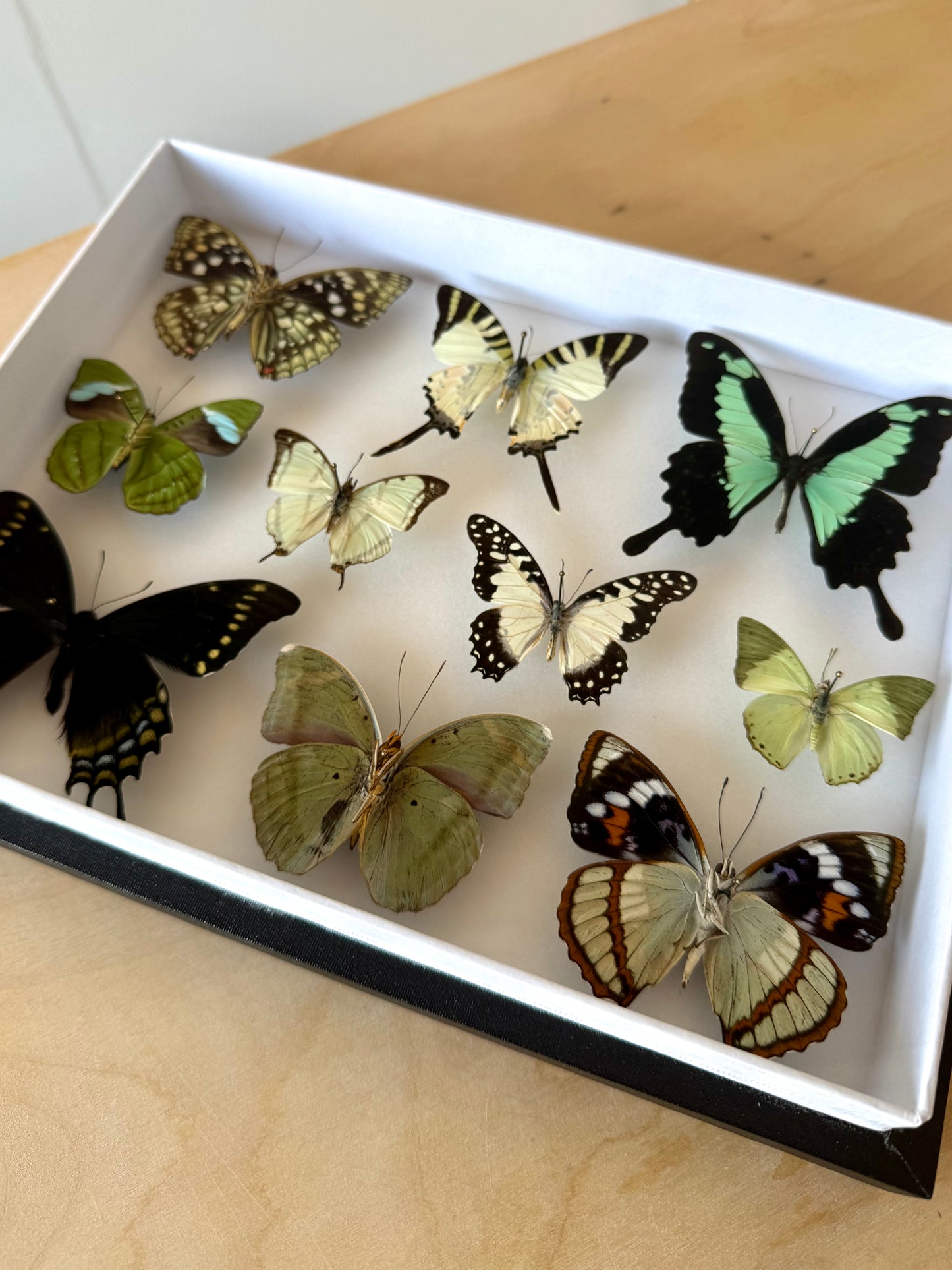 Verdant Dreams Collection Frame