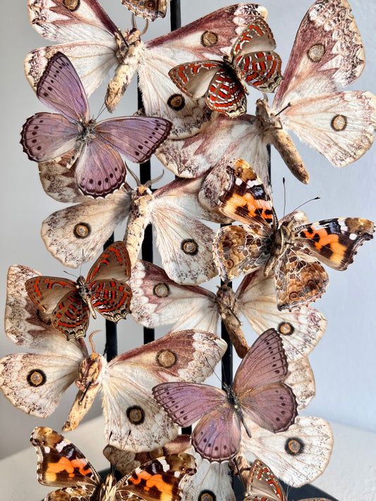 Pinker Moths - UC STUDIO