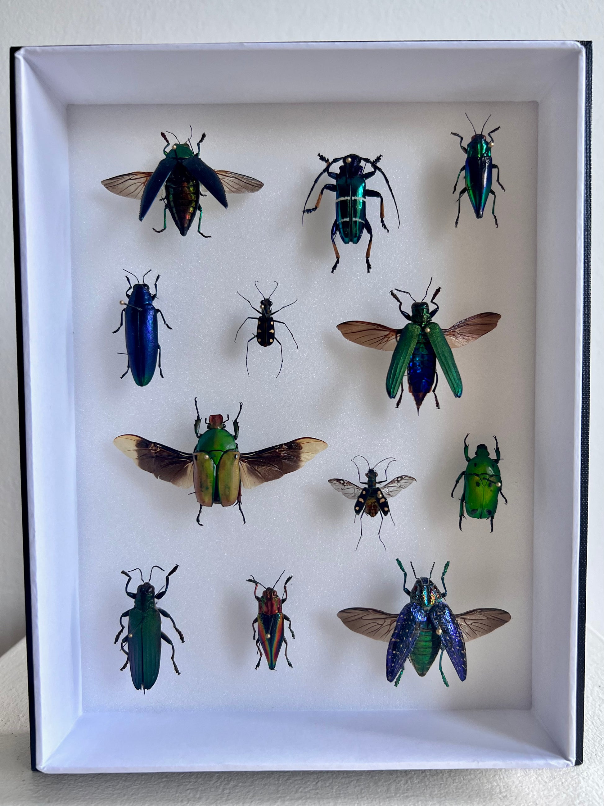 Mixed Beetle Collection Frame - UC STUDIO