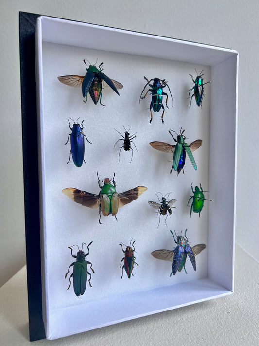 Mixed Beetle Collection Frame - UC STUDIO