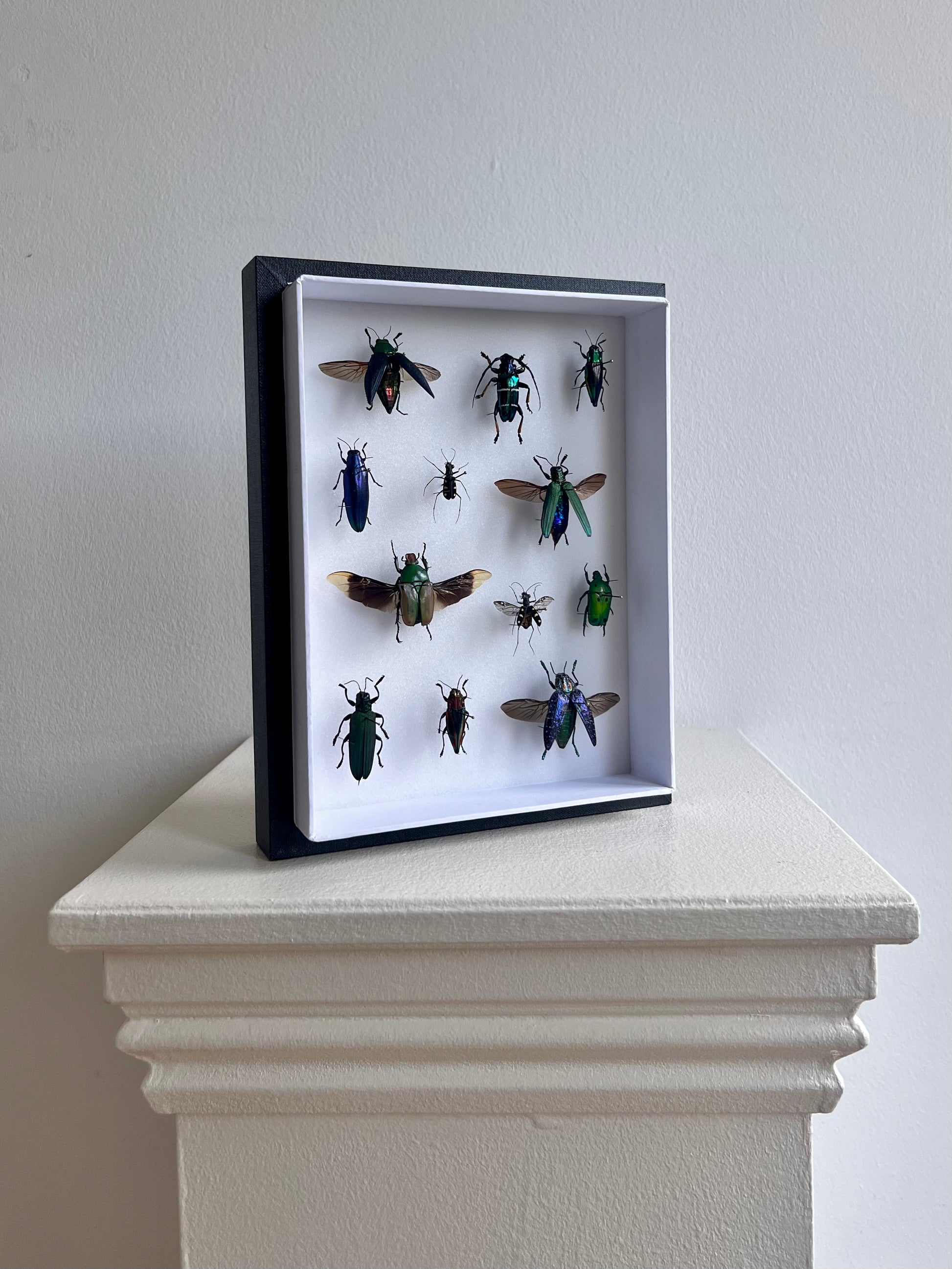 Mixed Beetle Collection Frame - UC STUDIO