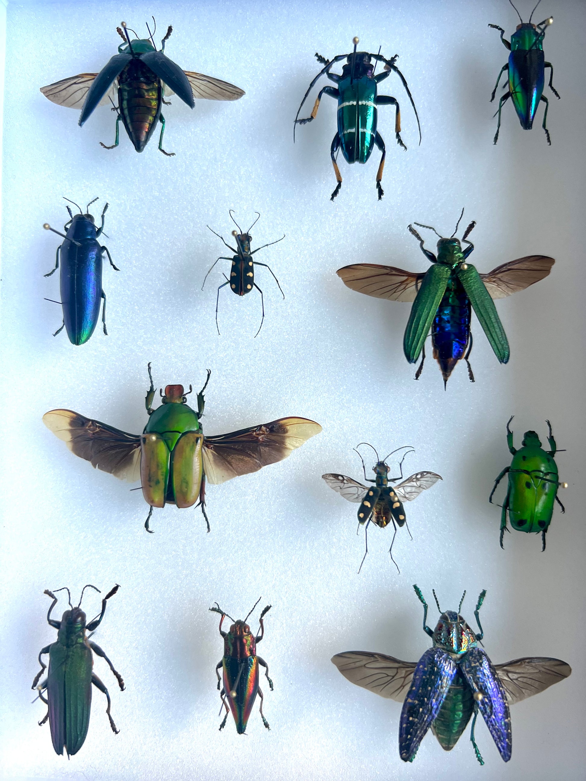 Mixed Beetle Collection Frame - UC STUDIO