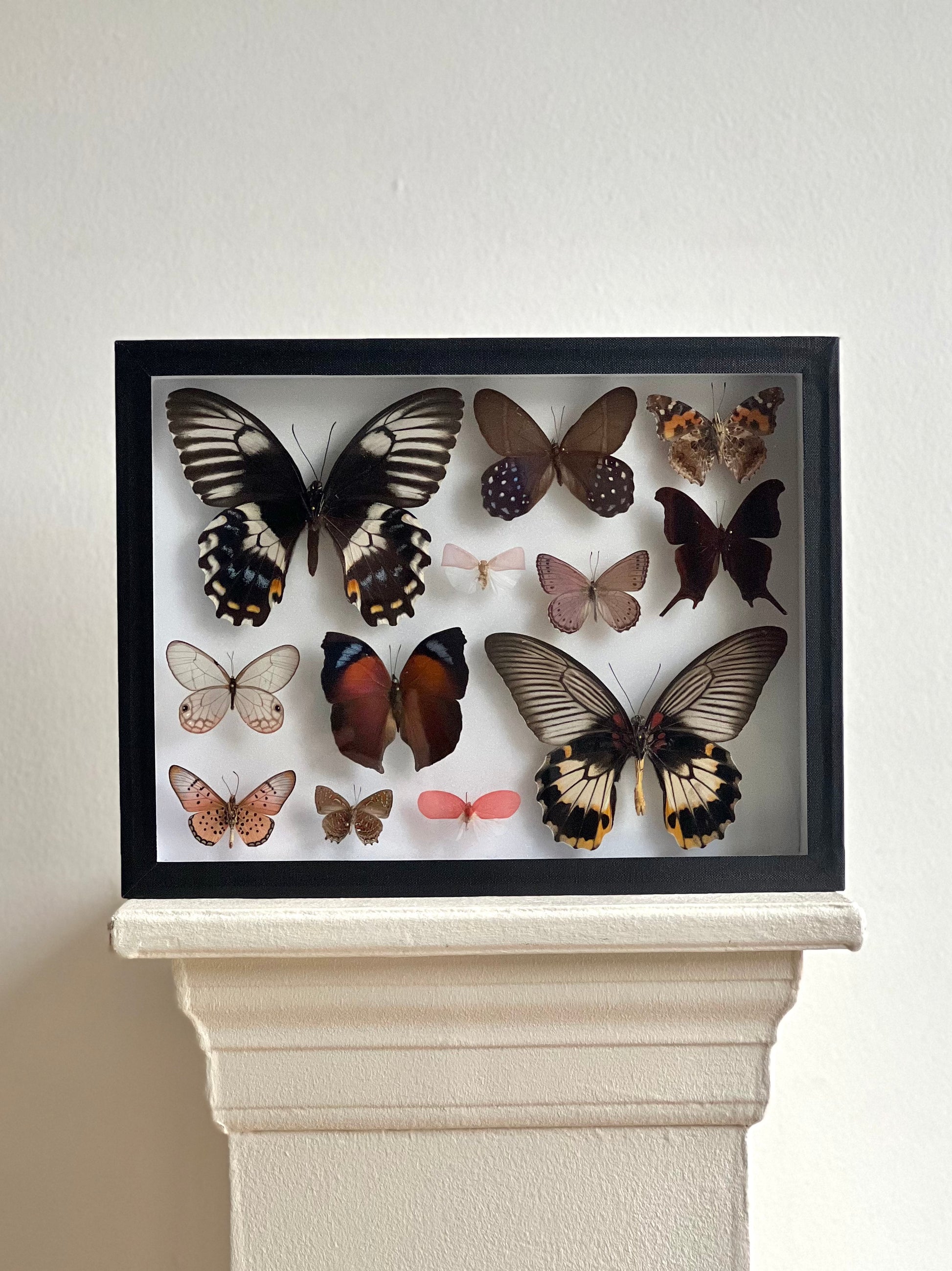 Romantic Butterfly Collection Frame - UC STUDIO