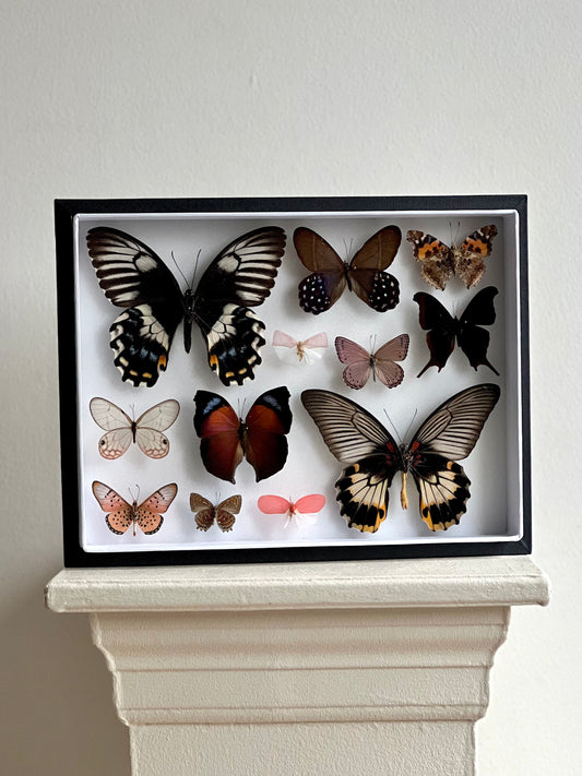 Romantic Butterfly Collection Frame - UC STUDIO