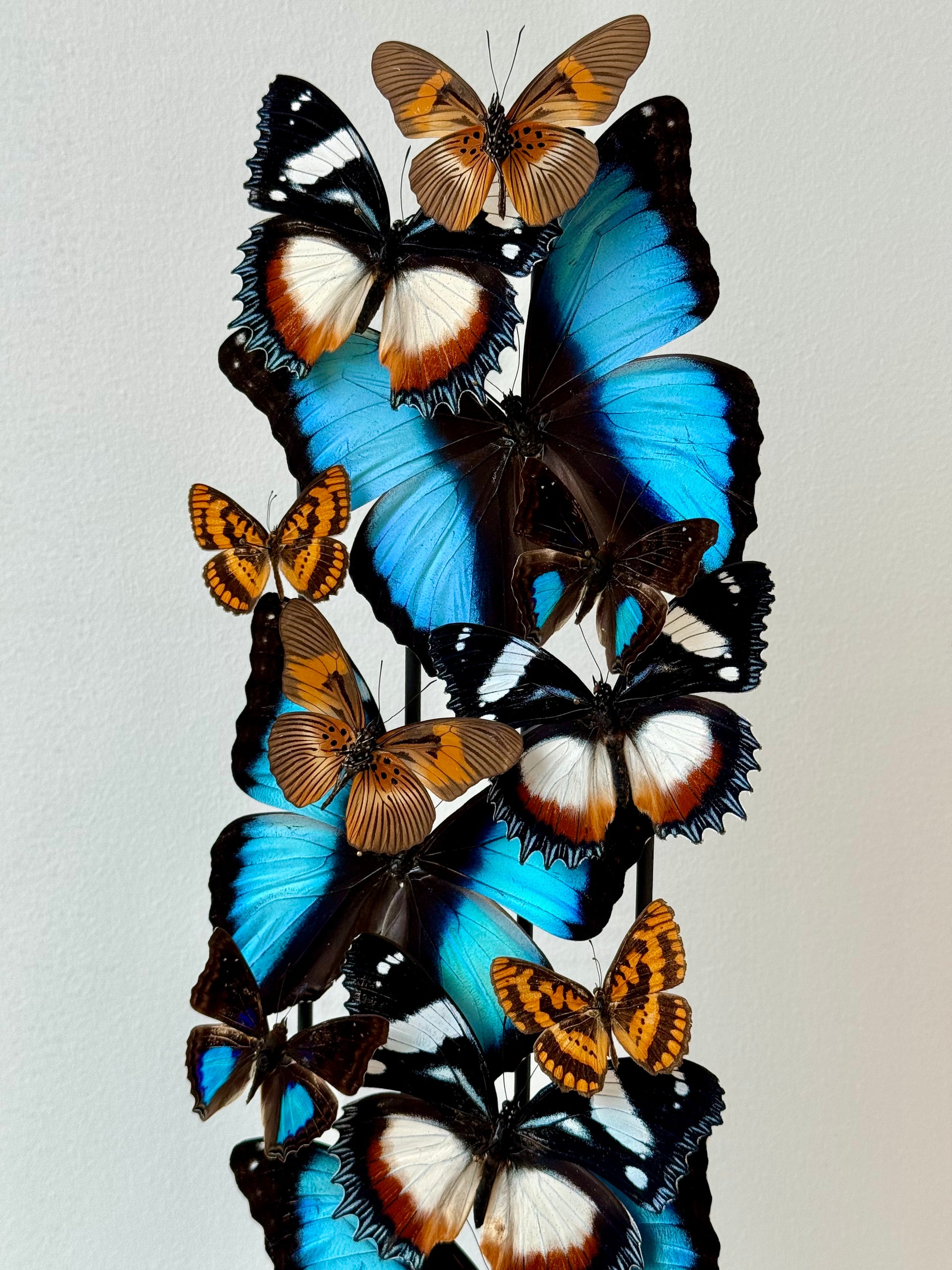 Autumnal Sun & Sky - UC STUDIO