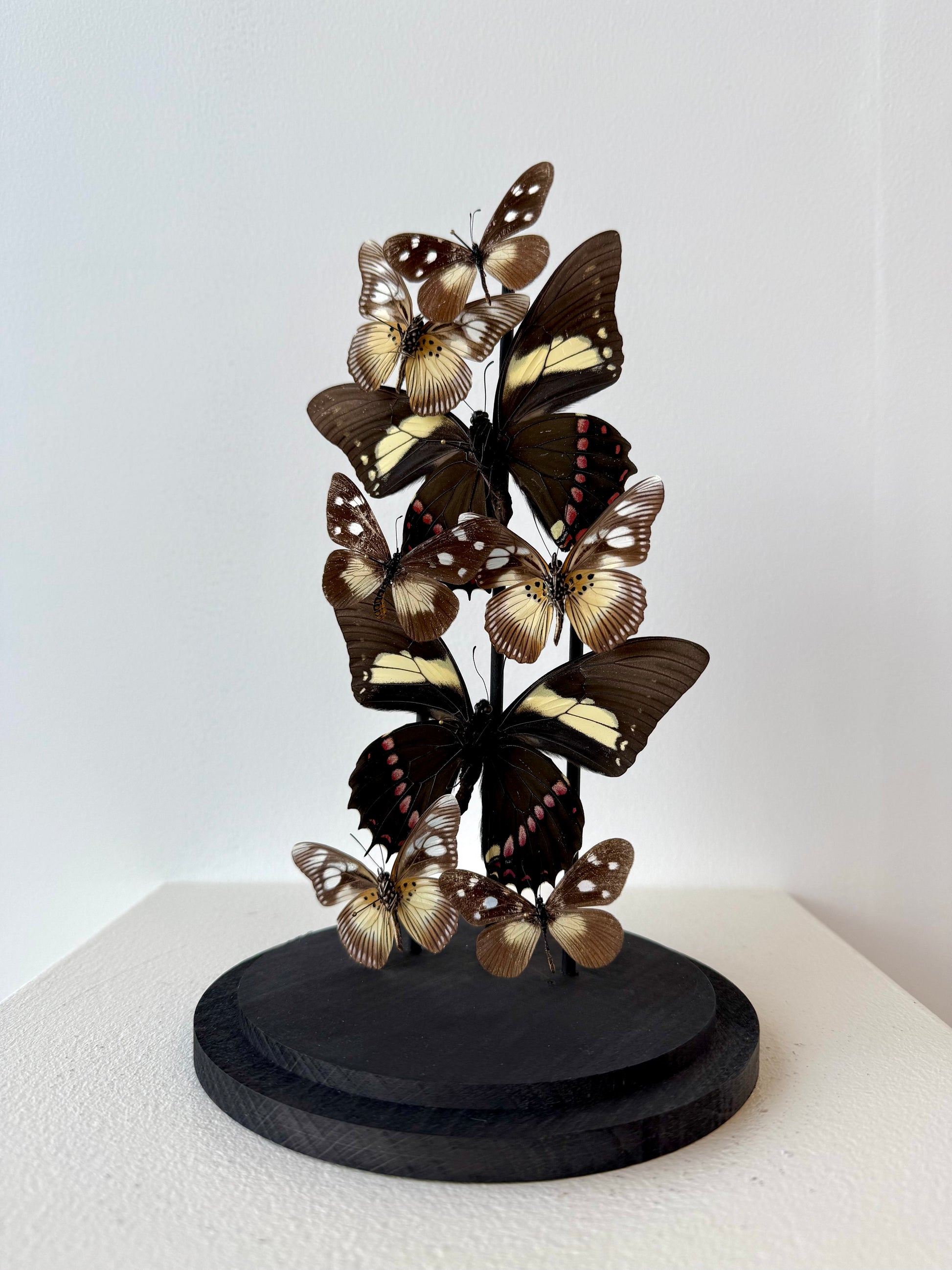 Form & Shadow - UC STUDIO