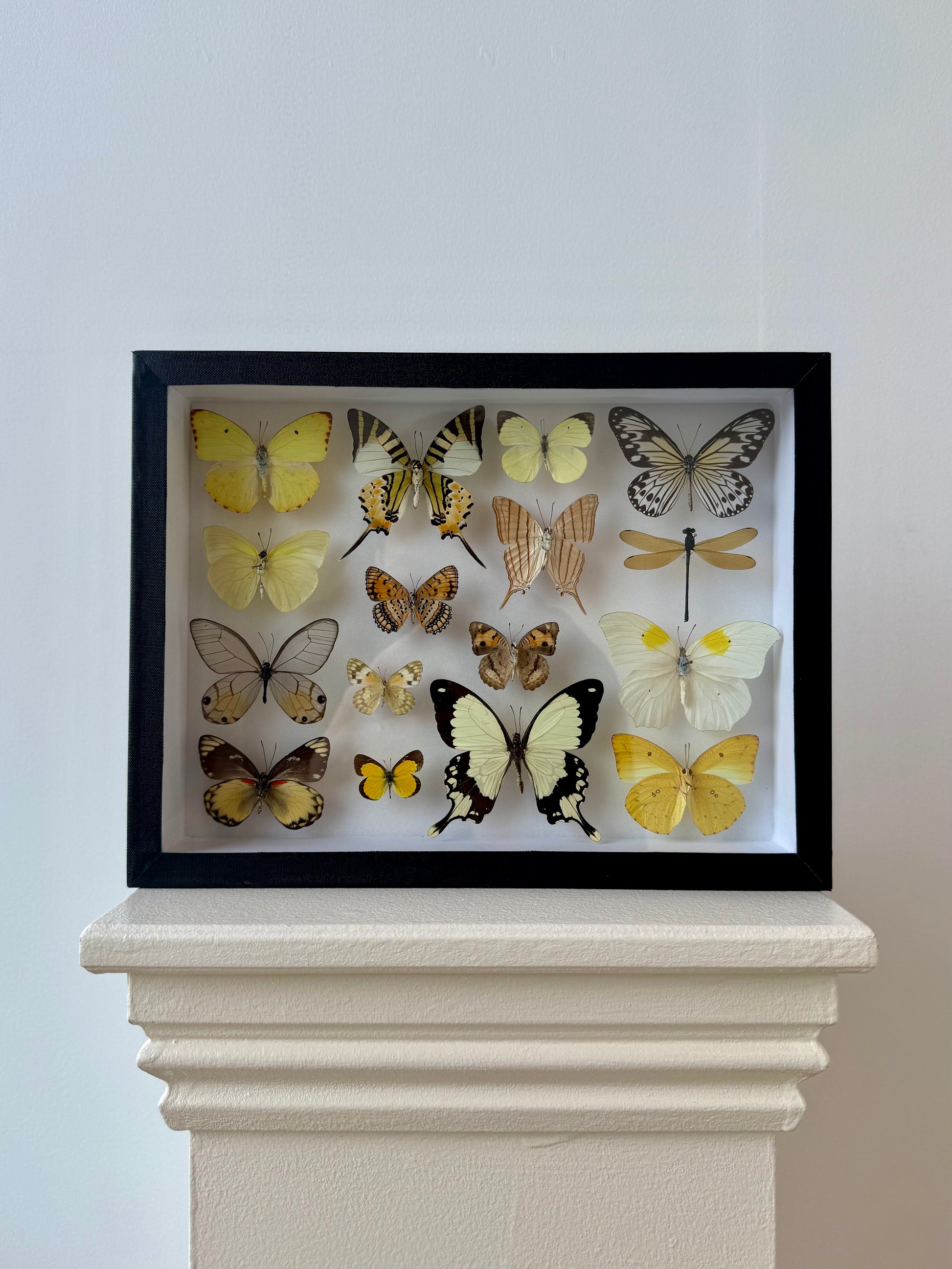 Sunshine Collection Frame - UC STUDIO