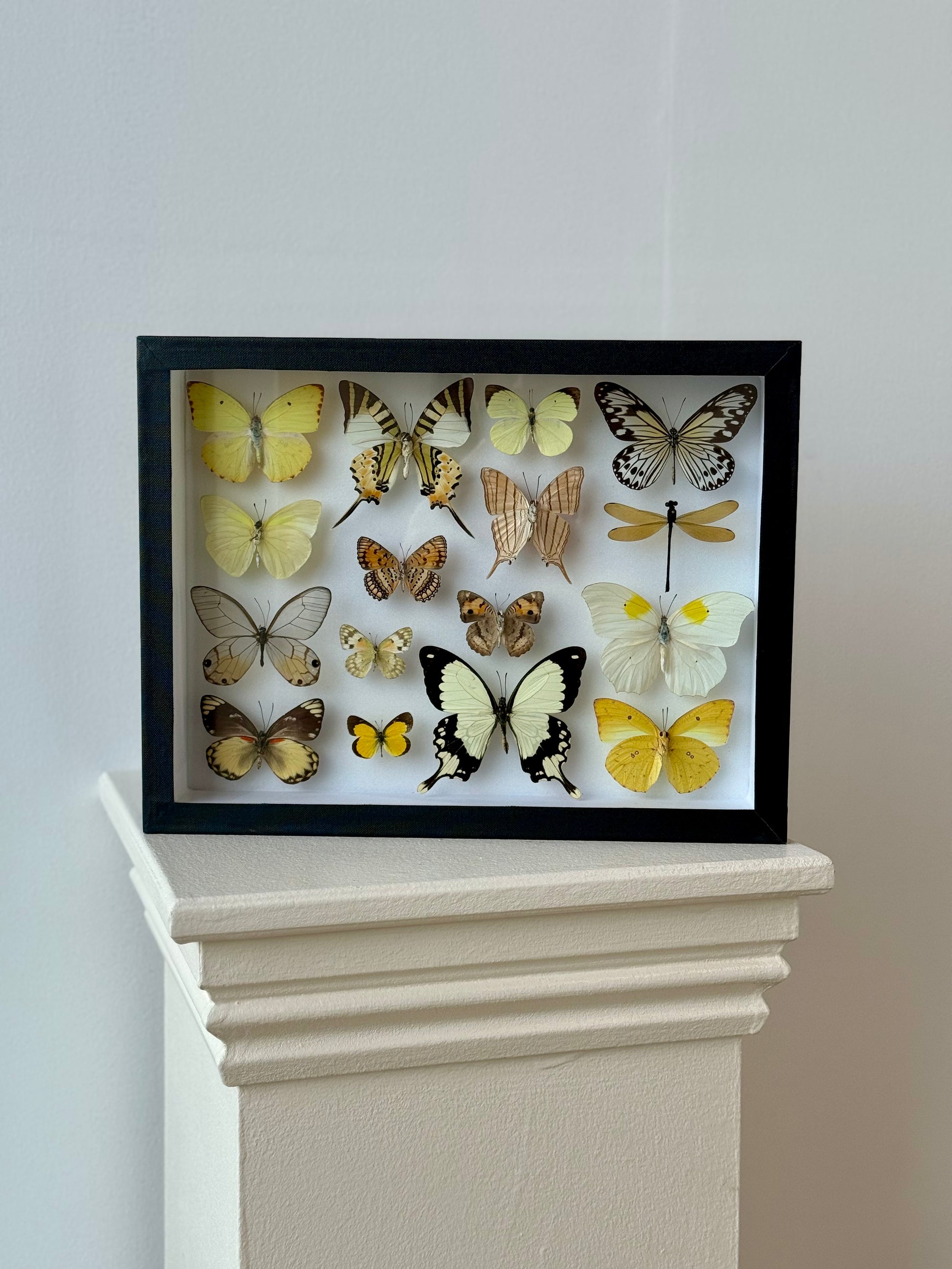 Sunshine Collection Frame - UC STUDIO