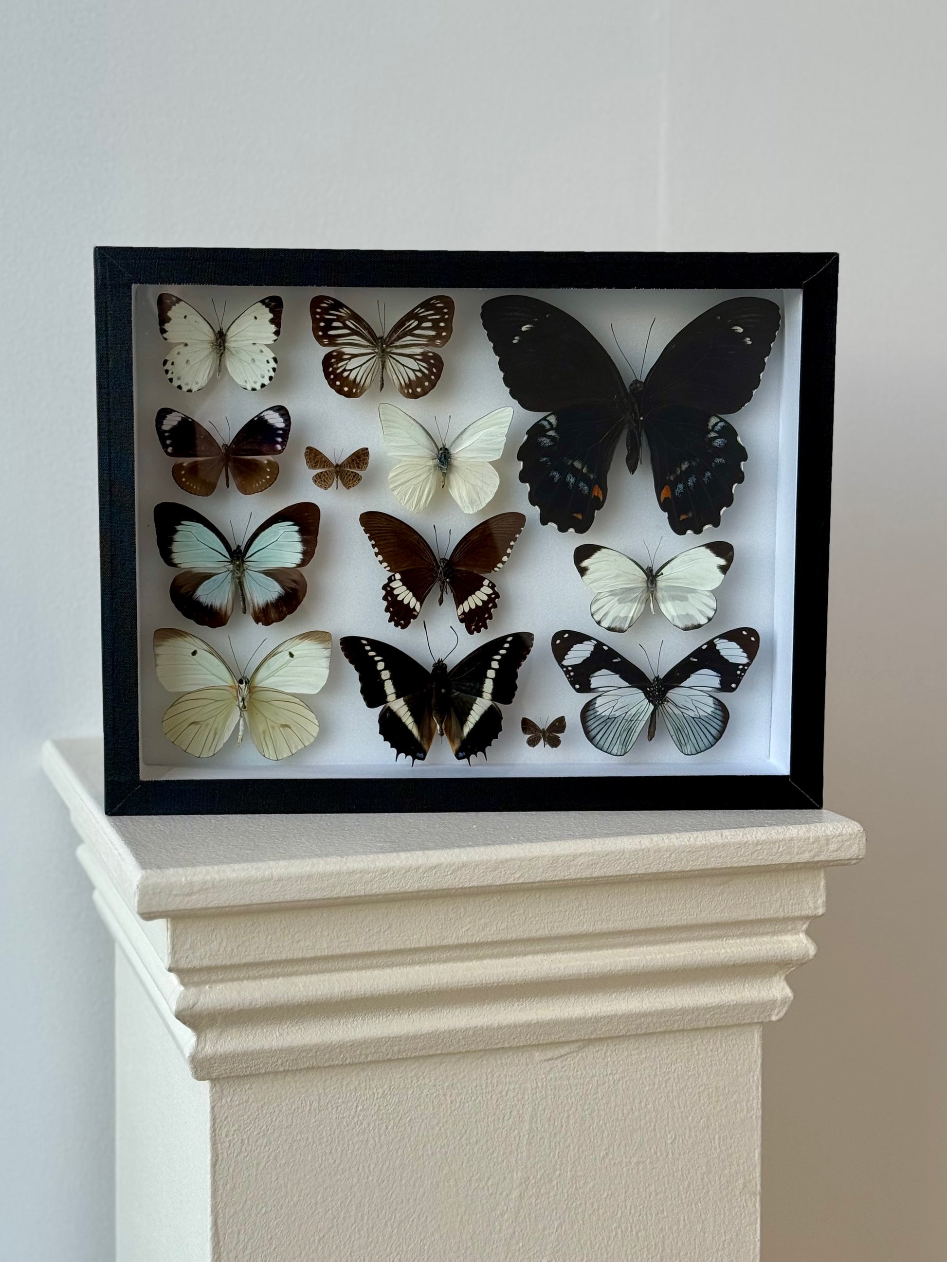 Midnight & Cream Collection Frame - UC STUDIO