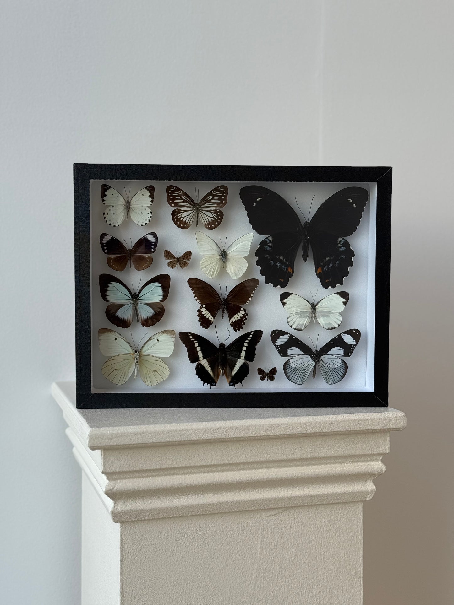 Midnight & Cream Collection Frame - UC STUDIO