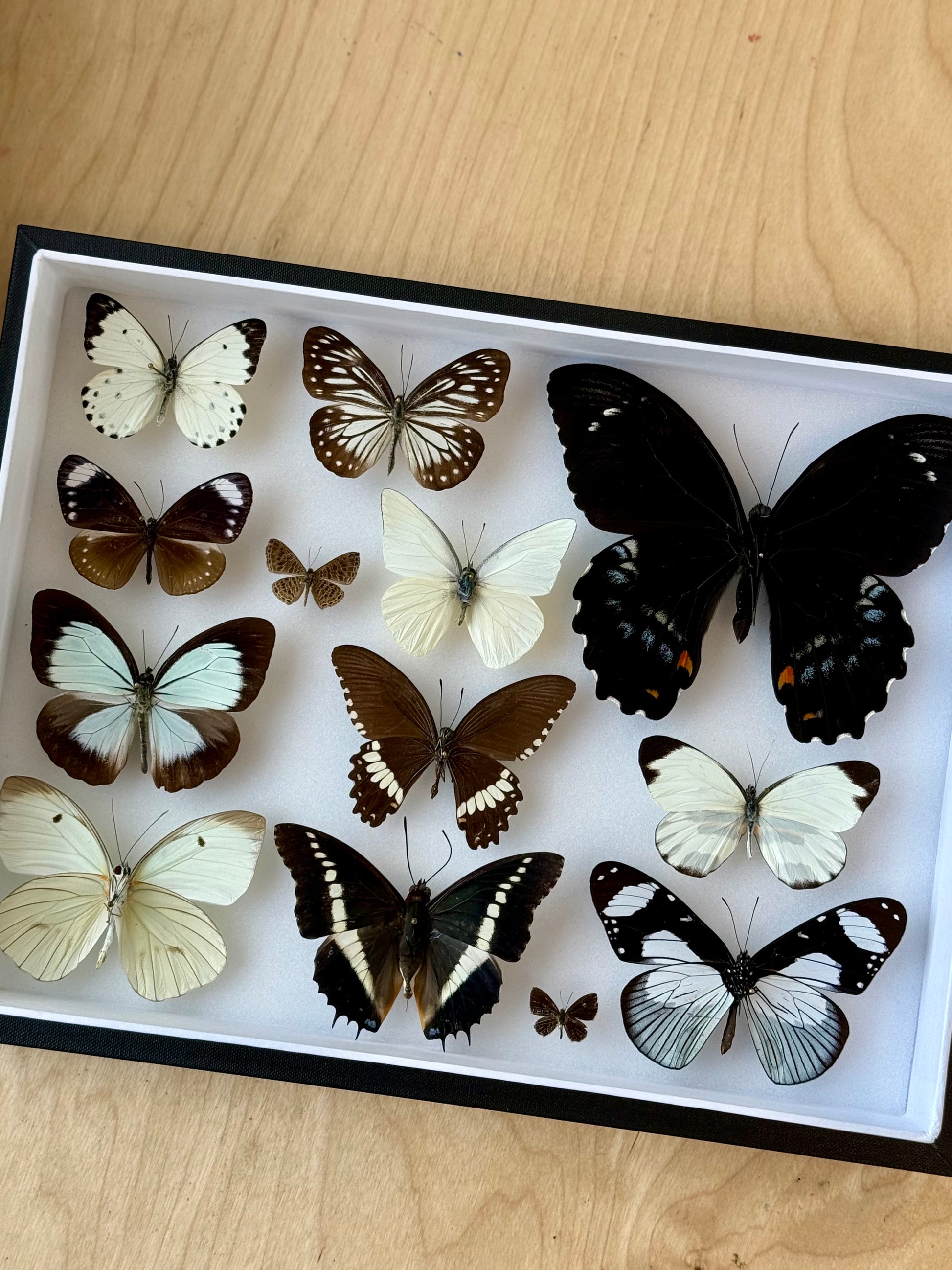 Midnight & Cream Collection Frame - UC STUDIO