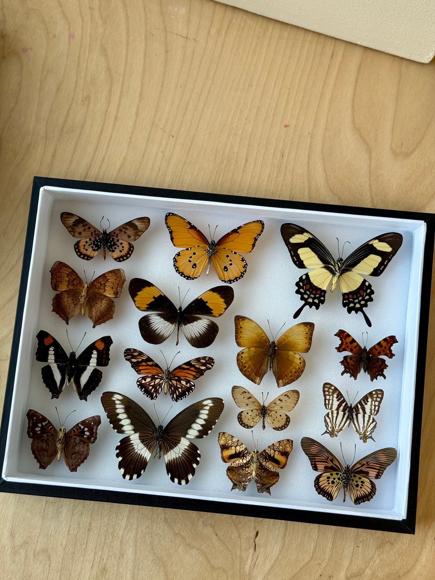 Autumnal Hues Collection Frame - UC STUDIO