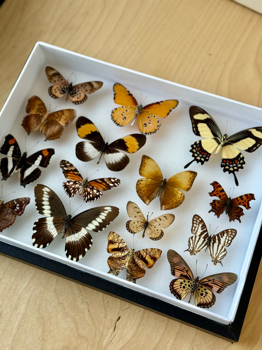 Autumnal Hues Collection Frame - UC STUDIO