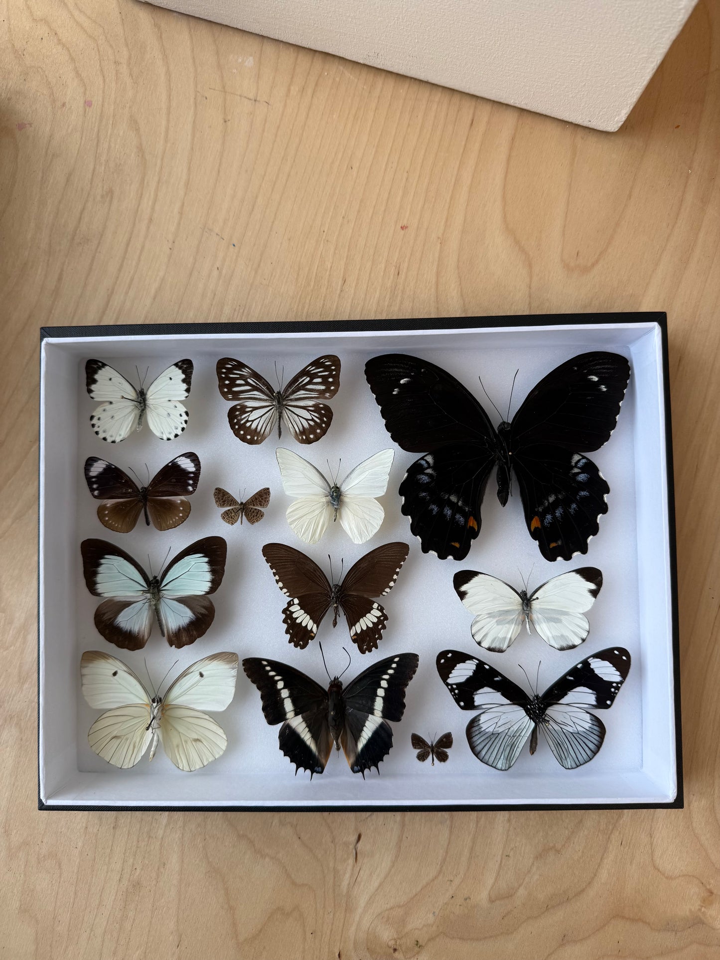 Midnight & Cream Collection Frame - UC STUDIO