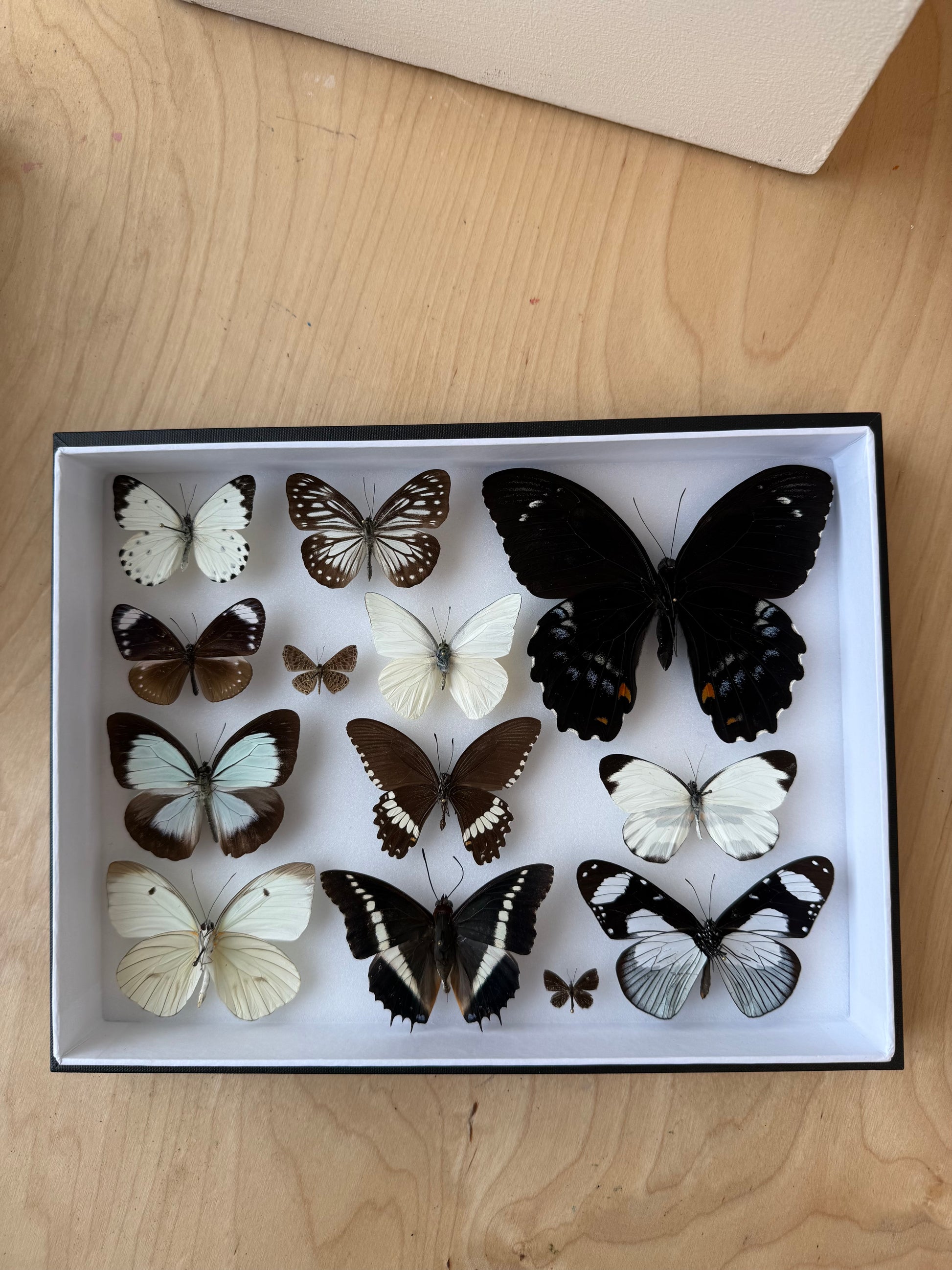 Midnight & Cream Collection Frame - UC STUDIO