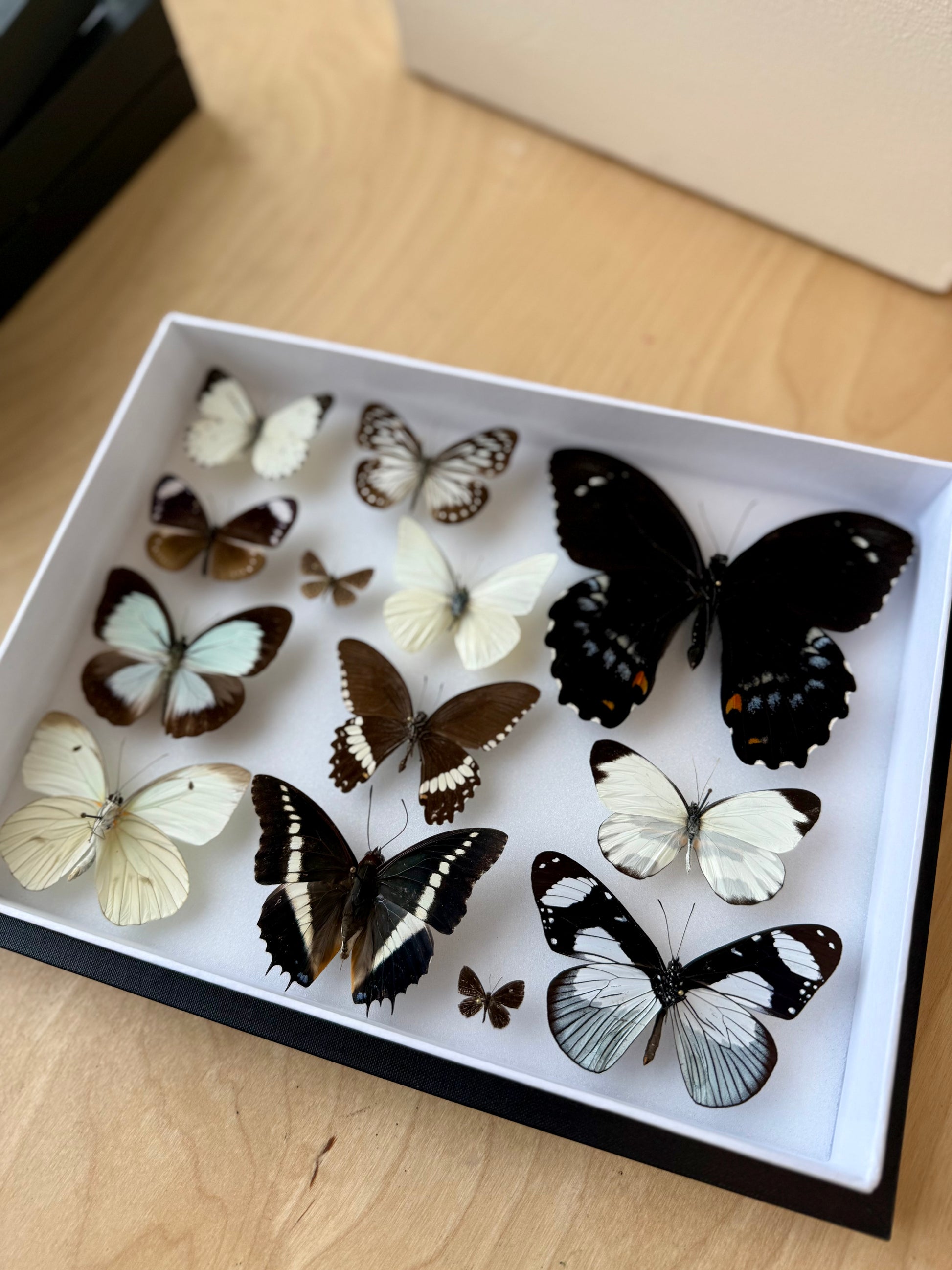 Midnight & Cream Collection Frame - UC STUDIO