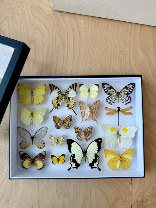 Sunshine Collection Frame - UC STUDIO