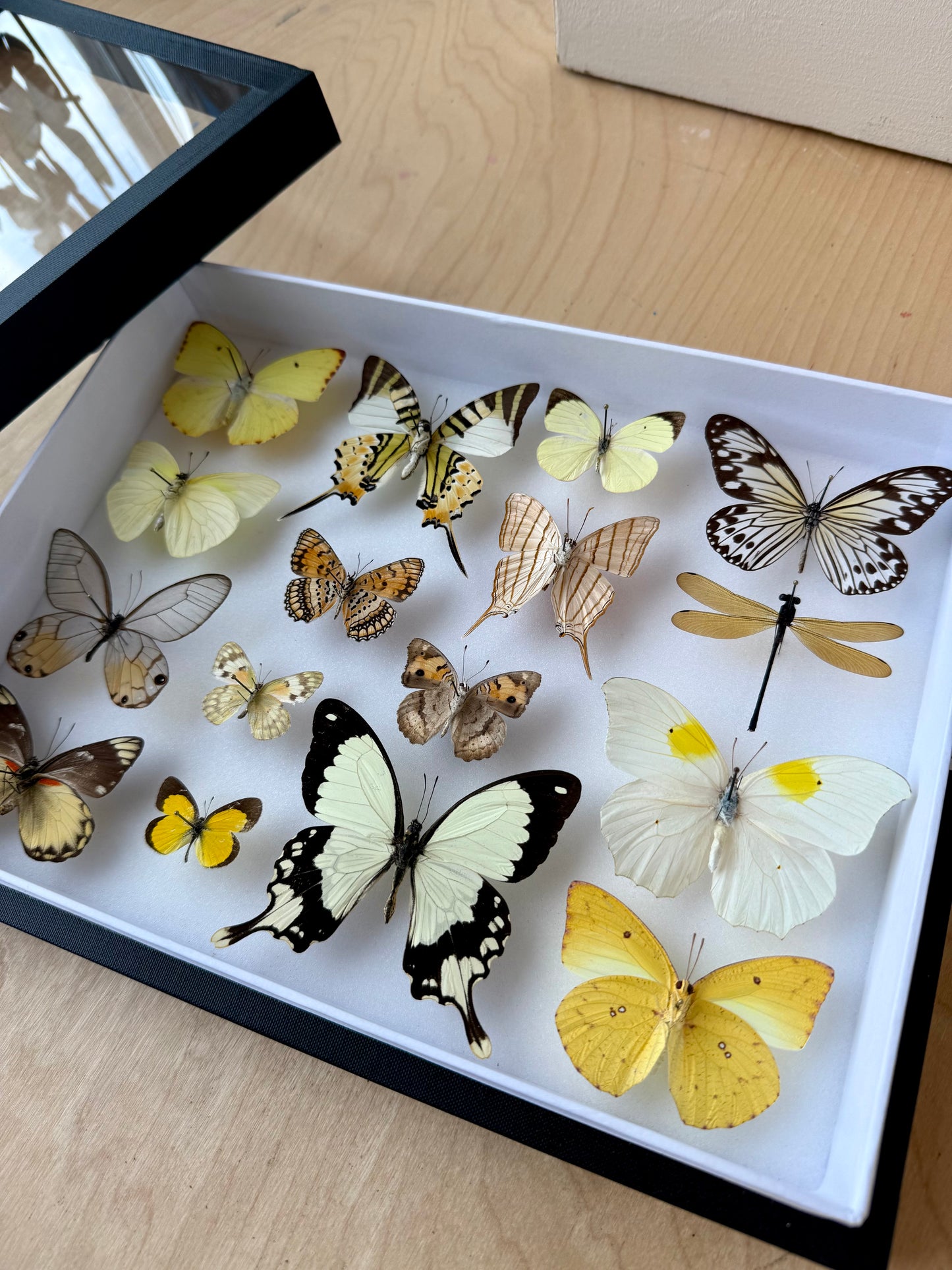 Sunshine Collection Frame - UC STUDIO