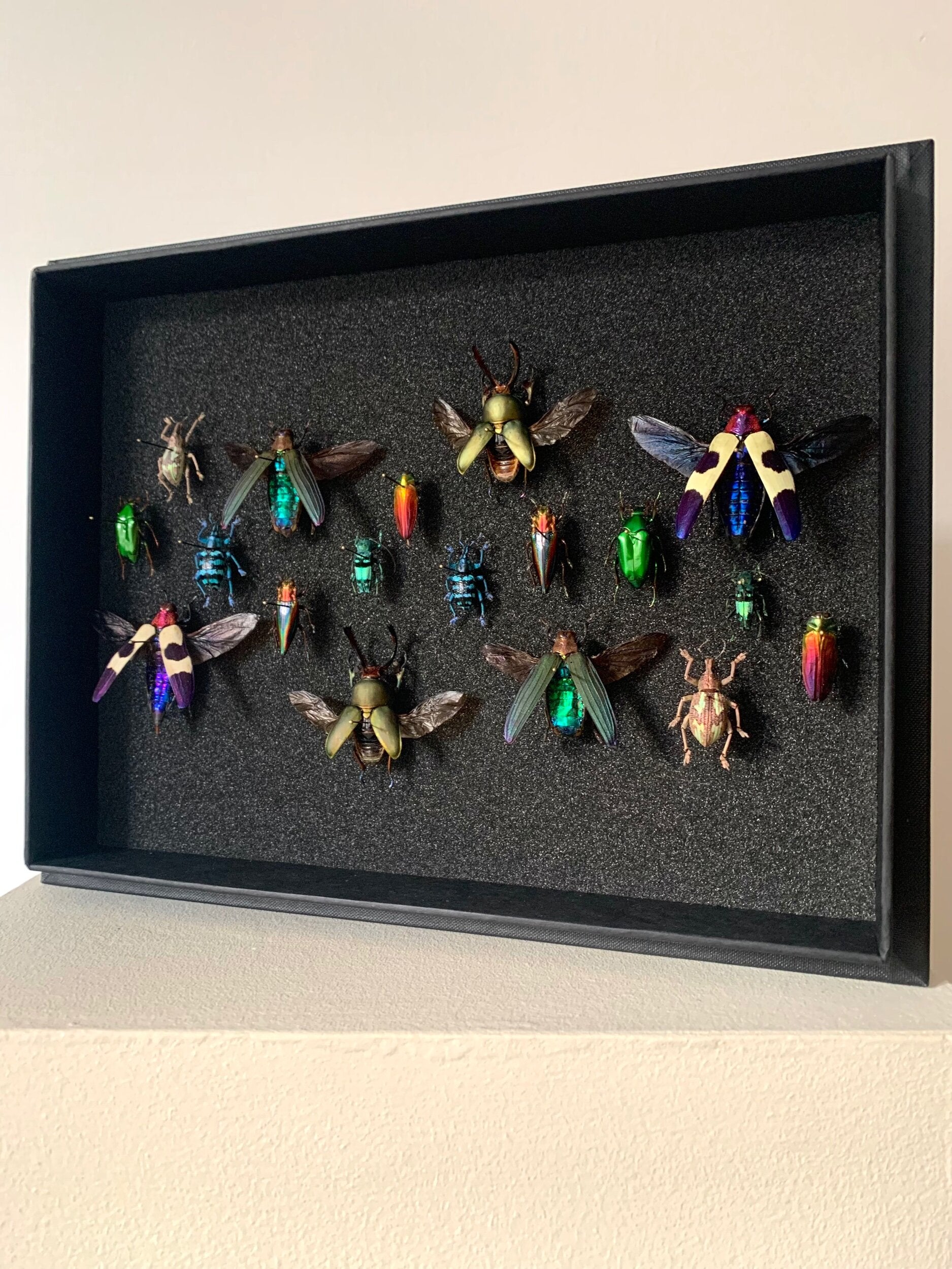 Rainbow Beetles - UC STUDIO