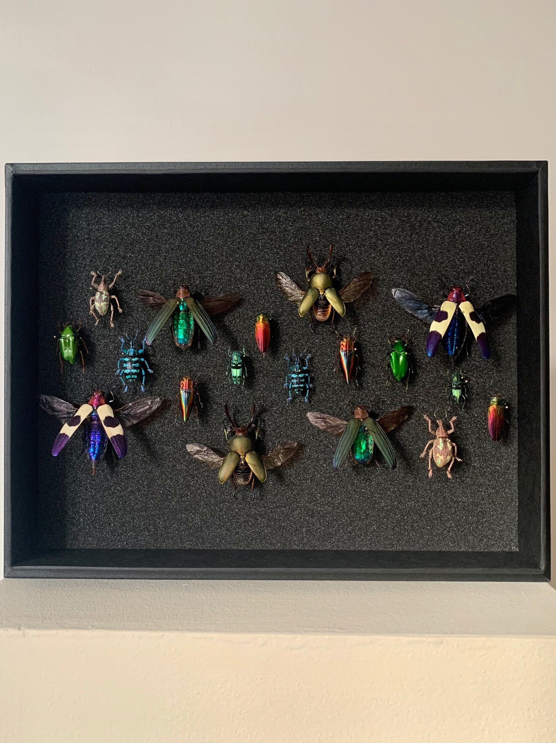 Rainbow Beetles - UC STUDIO