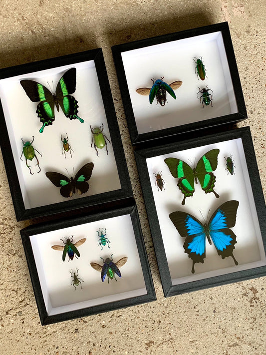 Green-Blue Insect Assembly - UC STUDIO