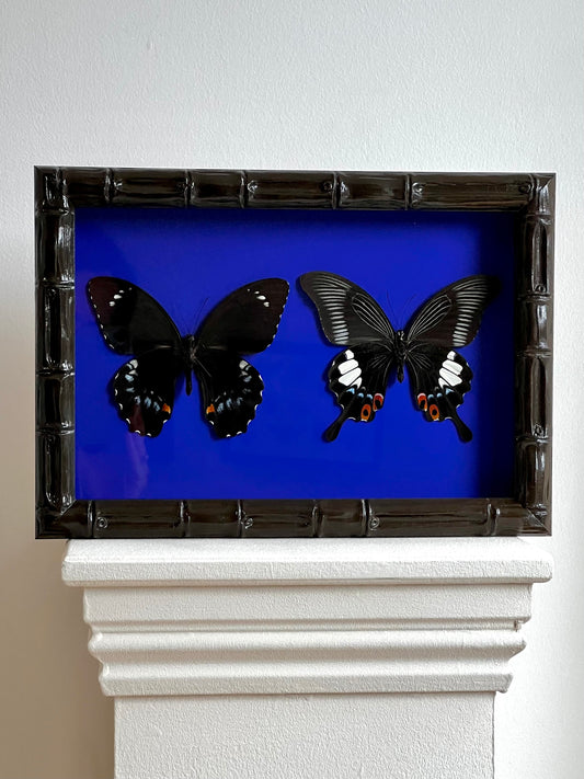 Colour Series - B&W Swallowtails - UC STUDIO