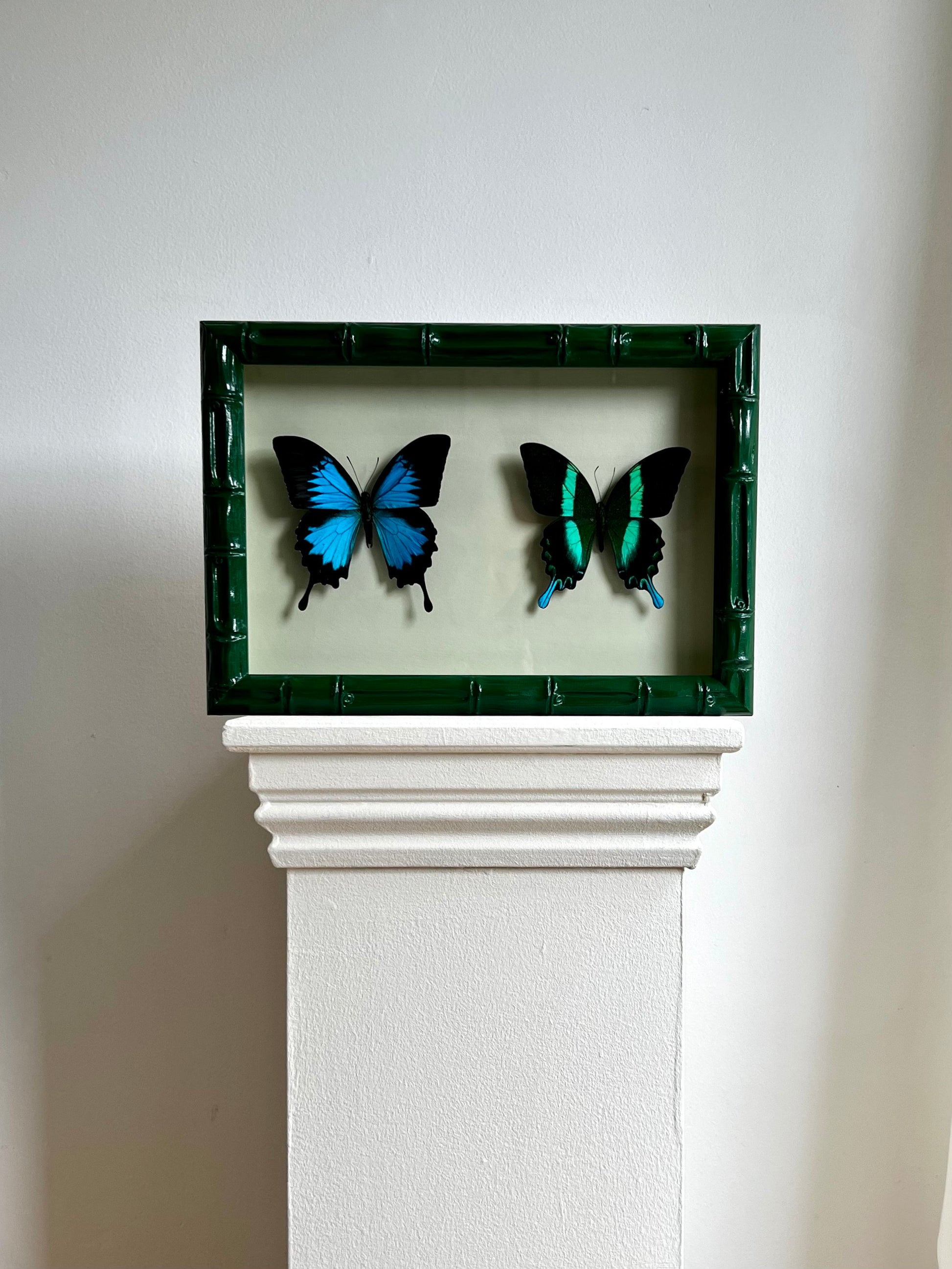 Colour Series - Green Swallowtails - UC STUDIO
