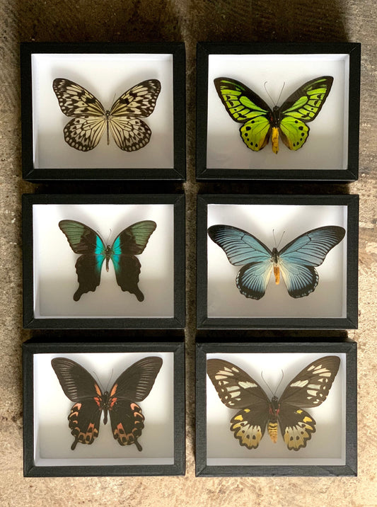 Large Butterfly Series - UC STUDIO