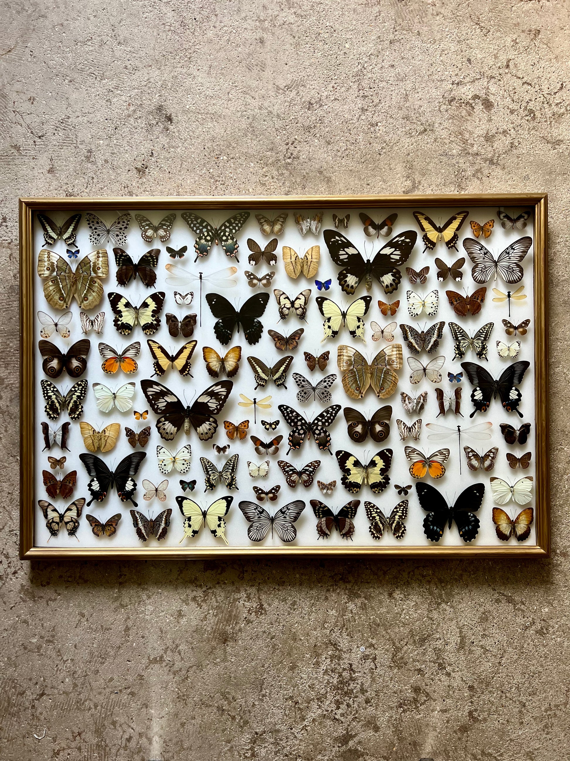 Baroque Butterflies - UC STUDIO