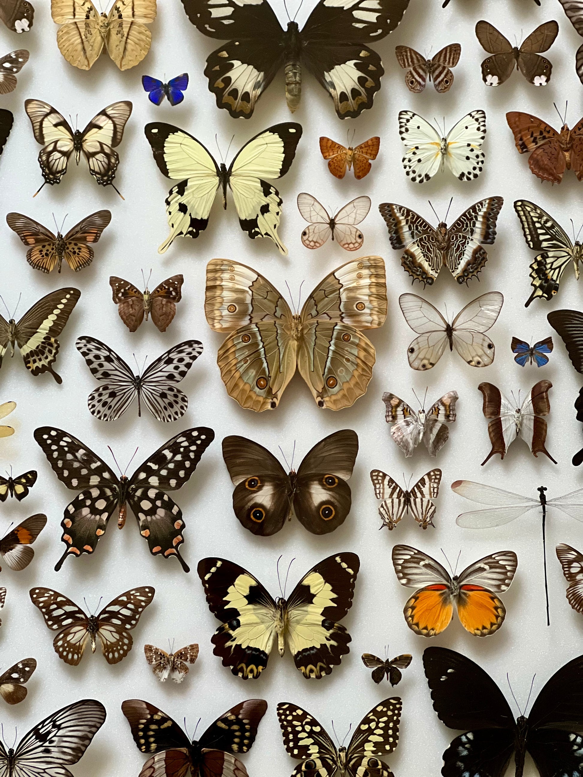 Baroque Butterflies - UC STUDIO