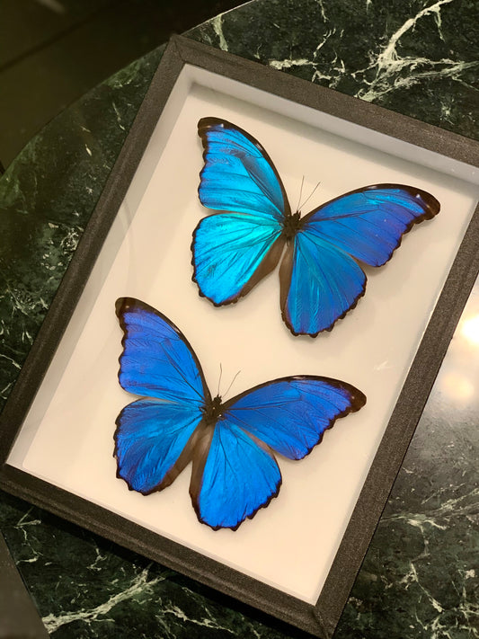 Morpho Didius - UC STUDIO